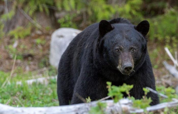 “Múltiples detonaciones en Pairi Daiza”, un oso pierde la vida: ¿qué pasó en el parque de animales?