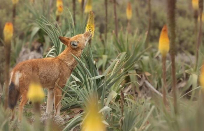 El carnívoro apasionado del polen