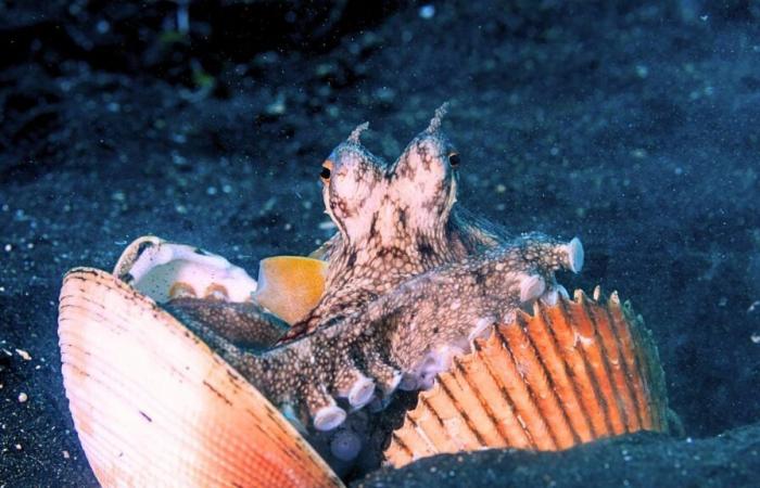 Pulpo filmado usando rocas como proyectiles