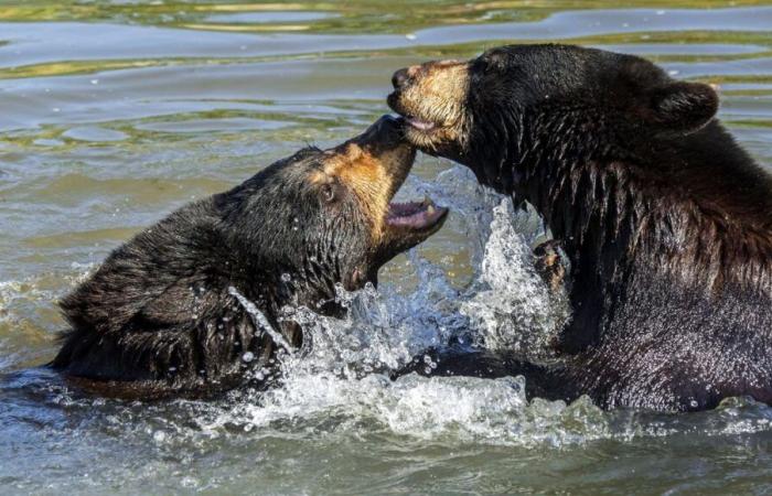 Un oso negro muere tras una pelea con otro oso en el parque Pairi Daiza en Bélgica