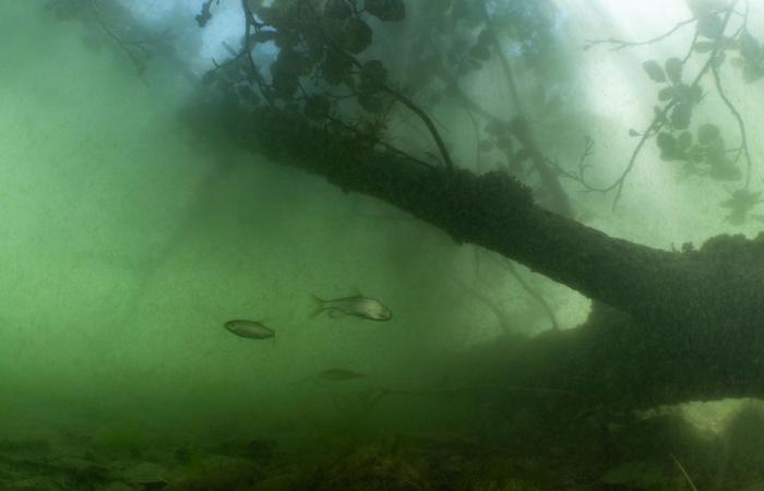 Exposición: inmersión estética en las aguas del lago Lemán