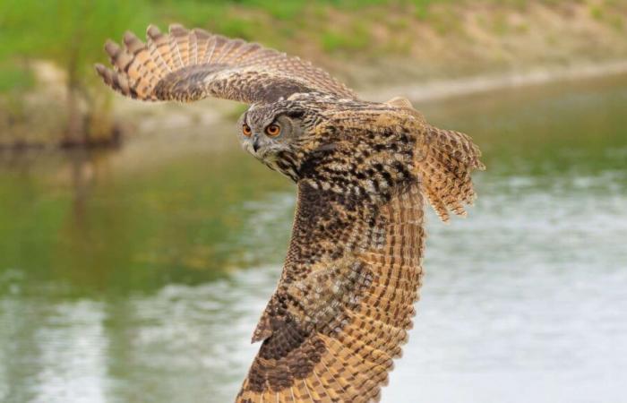 La biodiversidad se derrumba en Francia y tenemos los ojos puestos en el clima