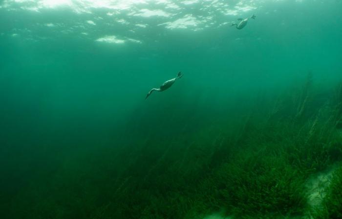 Exposición: inmersión estética en las aguas del lago Lemán