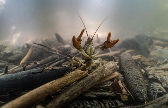 Exposición: inmersión estética en las aguas del lago Lemán