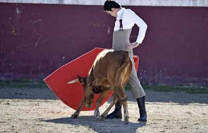 Villefranche-de-Lauragais. Velada taurina en apoyo al “Fino”