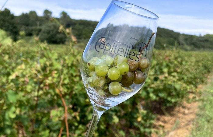 GARD Los Vignerons des Capitelles combinan con sus comidas de fin de año