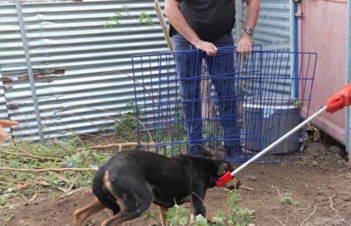 Convocatoria de donaciones para permitir la adopción en Francia de perros confiscados a un criador ilegal en Mayotte