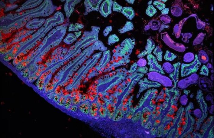 Toma forma un atlas de células del cuerpo humano