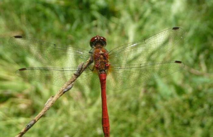 “Regards sur la Nature en Centre-Val de Loire”: un hermoso libro para descubrir nuestros entornos naturales