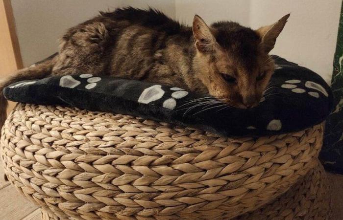 “Es el milagro de la Navidad antes de Navidad”: tras 13 años desaparecido, el gato Grizzly encuentra milagrosamente a sus dueños