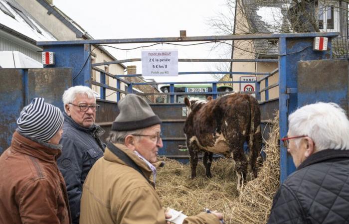 pesando la carne para ganar el premio mayor