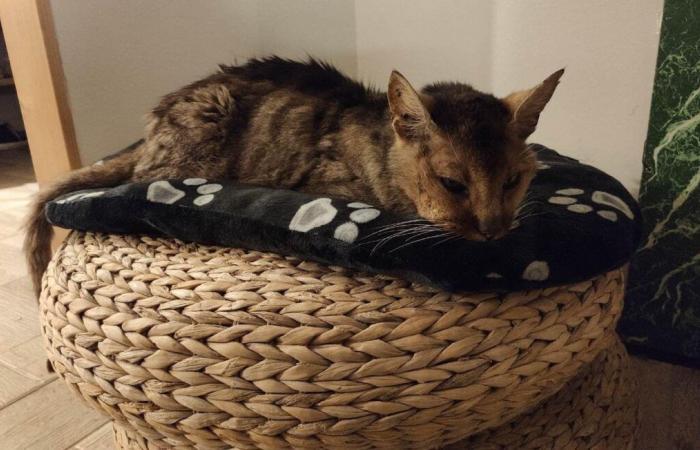 El gato “Grizzly” se reencuentra con su familia trece años después de desaparecer