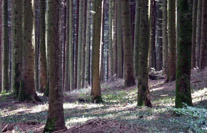 ¿Y si compraras un bosque del Jura… en una subasta? Una venta sin precedentes