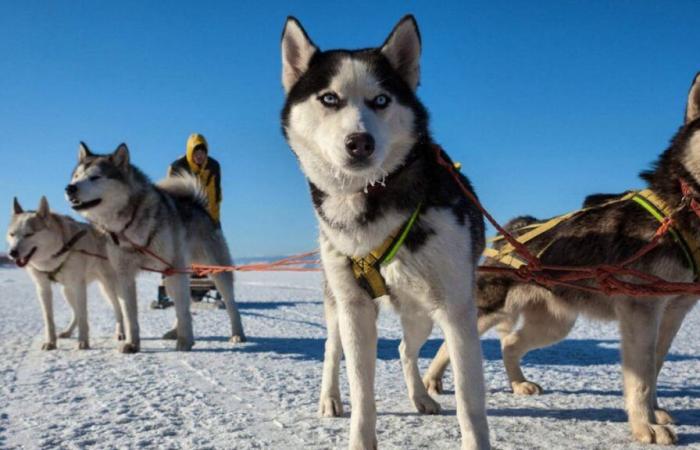 La disculpa de Canadá: la tragedia de los perros de trineo