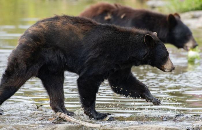 Muere un oso en Pairi Daiza tras una pelea, una zona del parque belga cerrada a los visitantes