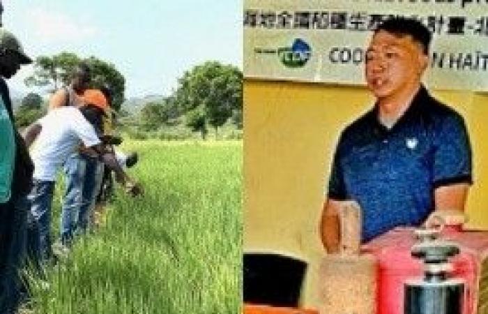 Haití – Agricultura: Taiwán comparte sus conocimientos para ayudar a aumentar las cosechas de arroz en Haití