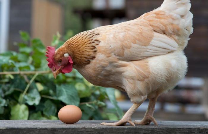 Este descubrimiento evolutivo revela cuál, el huevo o la gallina, apareció primero ????