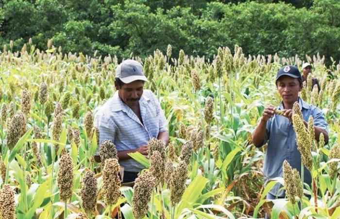 CIRAD revela los impactos de 10 proyectos internacionales