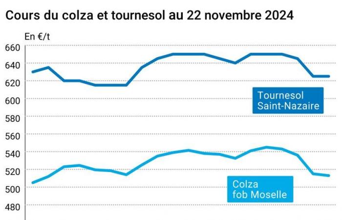 COTidienne | Semillas oleaginosas – Caída de los precios de los aceites vegetales y de la colza europea