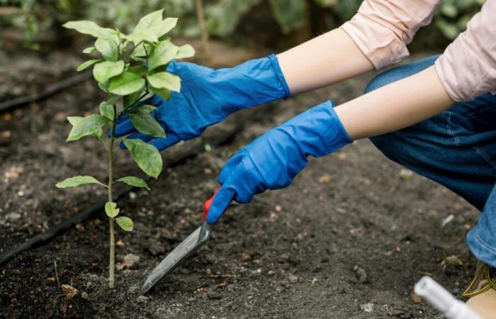 “En Sainte-Catherine, toda la madera echa raíces”: ¿qué plantar en mi jardín?