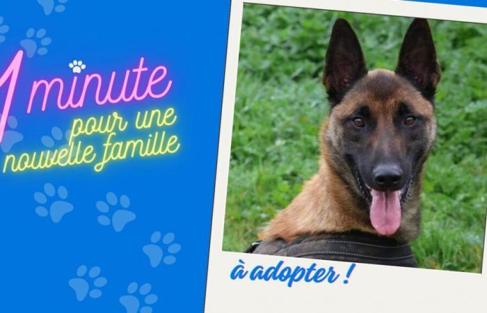 Valou el Malinois busca una familia deportiva y disponible