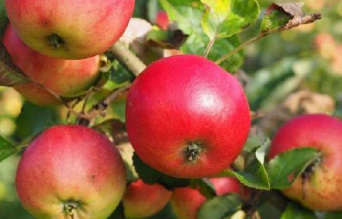 Sefrou: un centro emergente de cultivo de manzanas