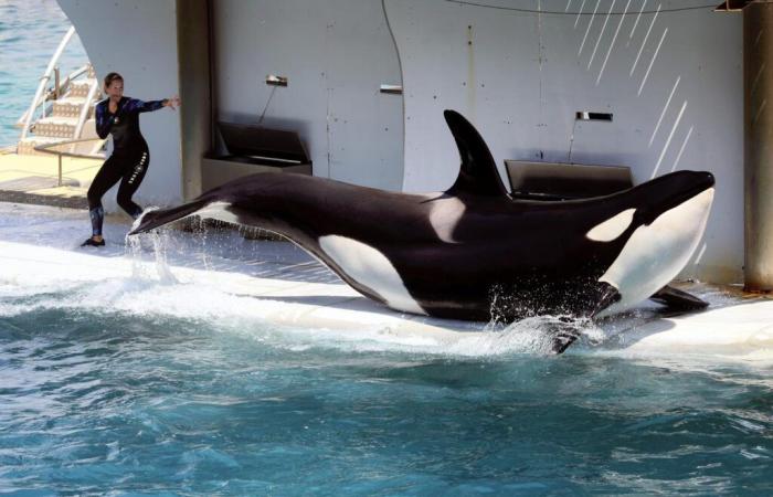 Las orcas retenidas en el parque Marineland de Antibes han sido objeto de una solicitud de traslado a Japón