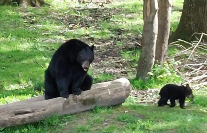 Un enfrentamiento entre dos osos negros en un zoológico belga provoca la muerte de uno de ellos