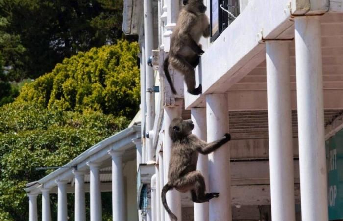 Sudáfrica: los traviesos babuinos invaden Ciudad del Cabo