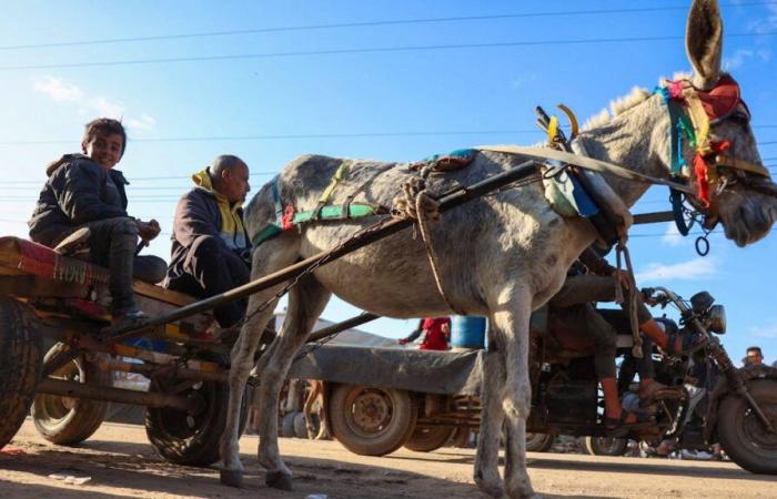 Gaza: los burros ayudan a los residentes a sobrevivir a la guerra