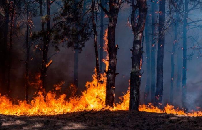 El Plan de Lucha contra Incendios Forestales de Cantabria estará dotado con más de 8,4 millones en 2025