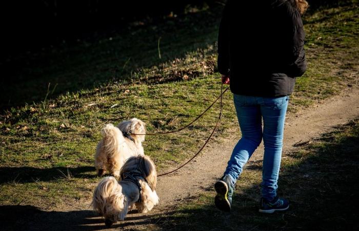 “Decir adiós a tu mascota es dejar un poco de ti mismo”