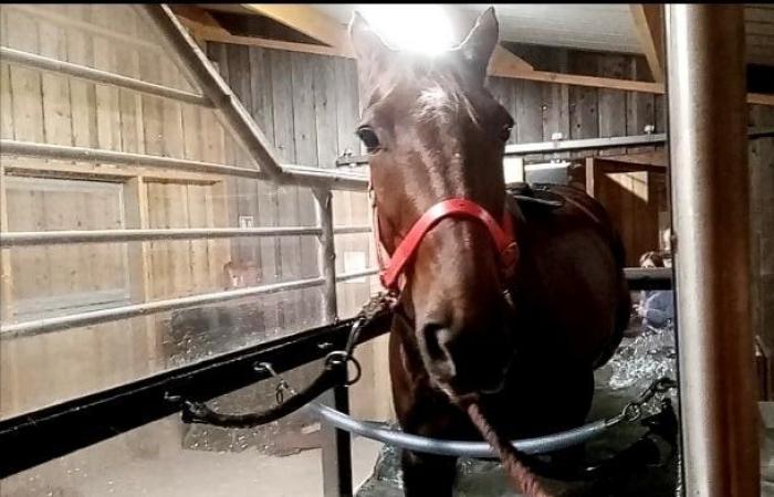 Ibiscus Man en balneoterapia antes del Grand National du Trot