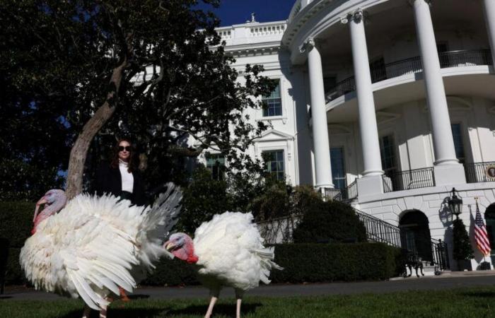 Por última vez en su mandato, Joe Biden perdona dos pavos antes del Día de Acción de Gracias