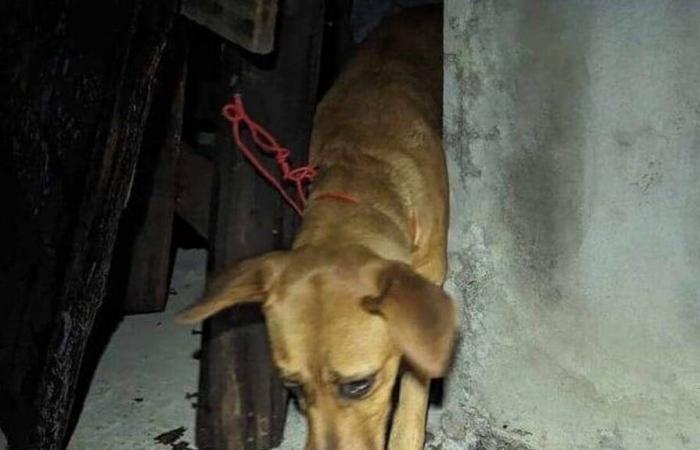 En Reunión, la plaga de los perros y gatos torturados en casas ocupadas