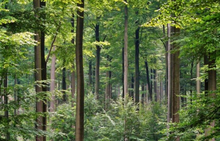 Amenazadas de desaparecer en el sur de Francia, las hayas “migran” hacia el norte – vert.eco