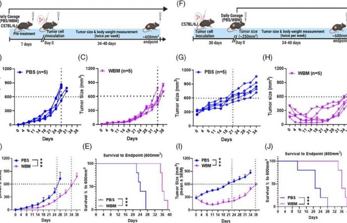 El extracto de champiñón retarda el crecimiento del cáncer de próstata, según un estudio