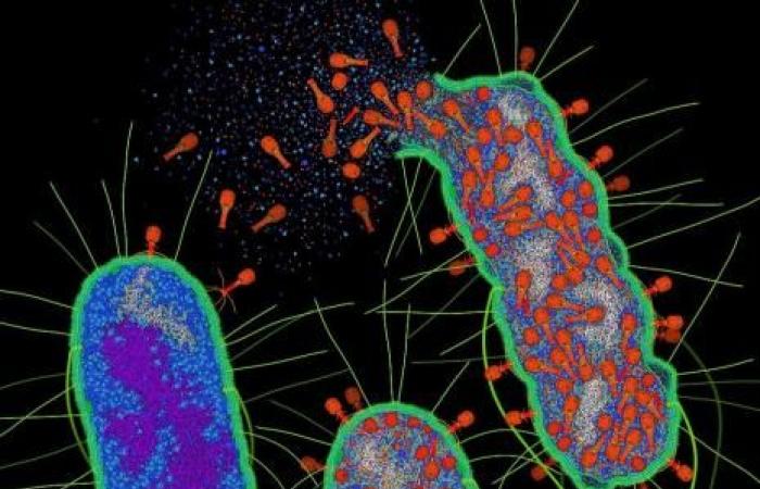 Terapia con fagos: hacia una herramienta basada en IA para encontrar el cóctel adecuado de bacteriófagos