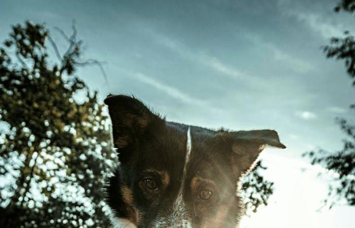 No dejes que un perro te lama la cara