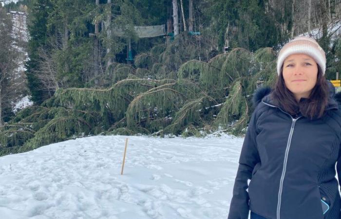 Saboya: el recorrido de aventura en las copas de los árboles de Valmorel arrasado por la tormenta Caetano, “en dos horas, todo desapareció”