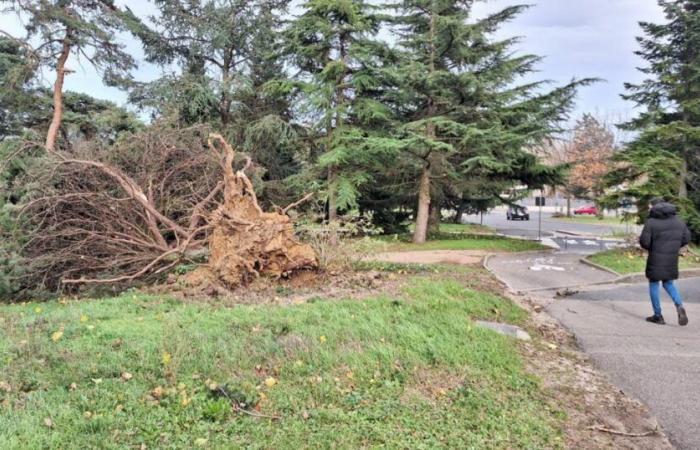 ráfagas de 140 km/h, accidente de camión, caída de árboles… La situación en Lyon y el Ródano