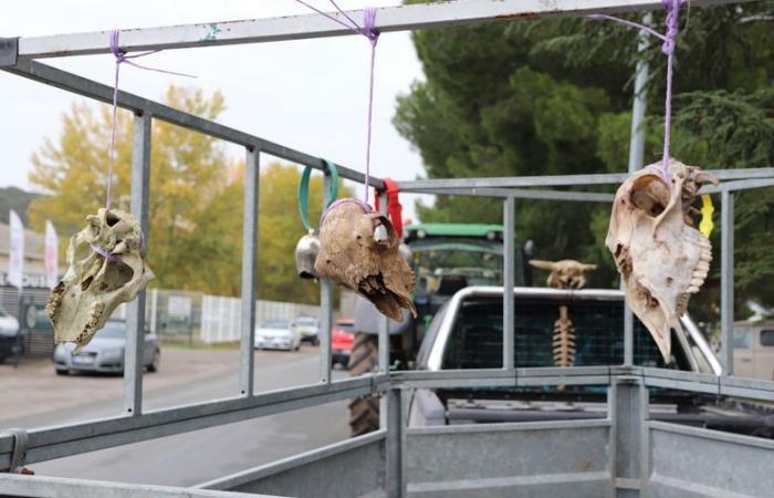 “La llegada de carne de América del Sur tendrá inevitablemente un impacto en los precios y en los precios de venta”: los ganaderos del Aude se movilizan contra el acuerdo UE/Mercosur