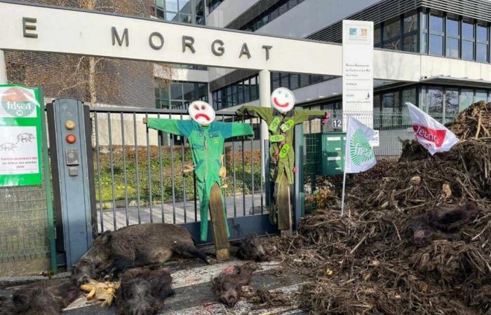 Colocan jabalíes muertos frente a la administración