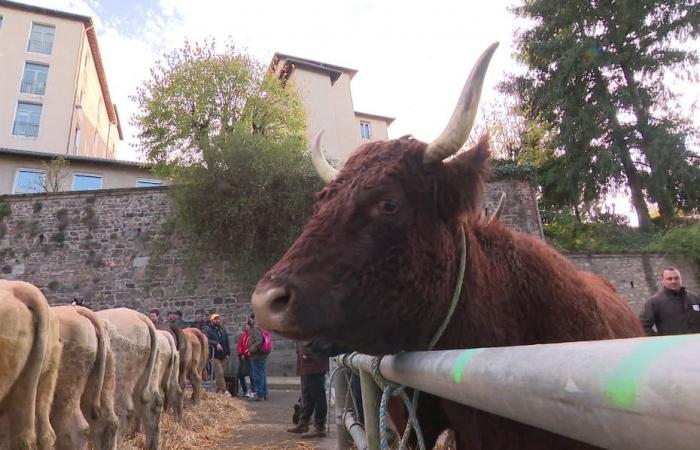 “¡Los jóvenes compran sus animales con sus móviles!” De la Edad Media a la era digital, la Feria de Santa Catalina en Saint-Galmier