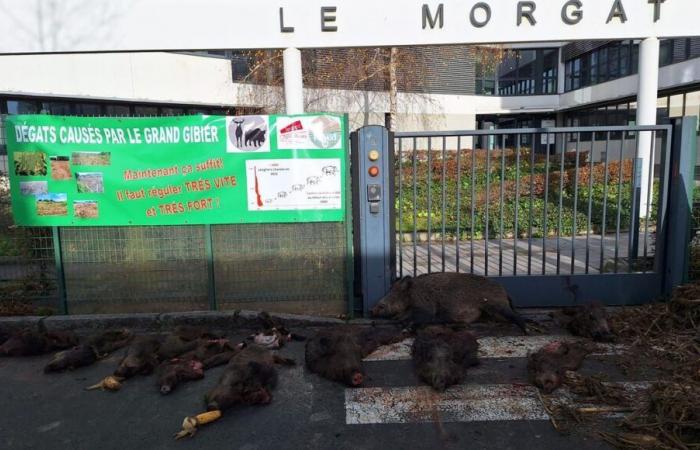 “Es más habitable, tenemos que encontrar soluciones”: en Rennes, cadáveres de jabalíes y agricultores enojados