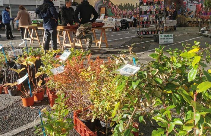 La feria de Sainte-Catherine sigue siendo un éxito en Auch con los Foyers rurales du Gers