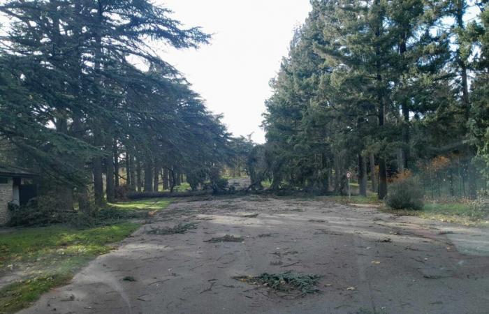 Decenas de árboles arrancados de raíz por fuertes vientos en este parque