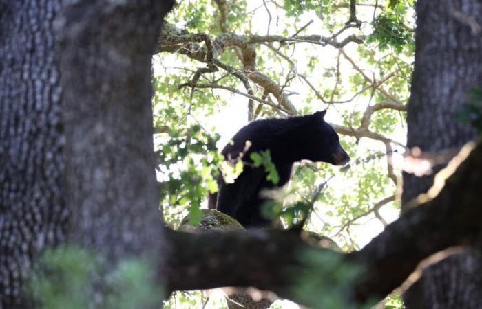 Muere un oso del zoológico Pairi Daiza tras pelear con otro oso en su recinto