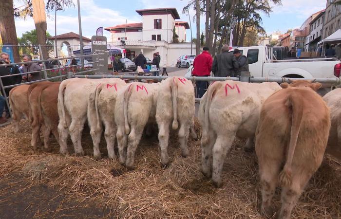 “¡Los jóvenes compran sus animales con sus móviles!” De la Edad Media a la era digital, la Feria de Santa Catalina en Saint-Galmier