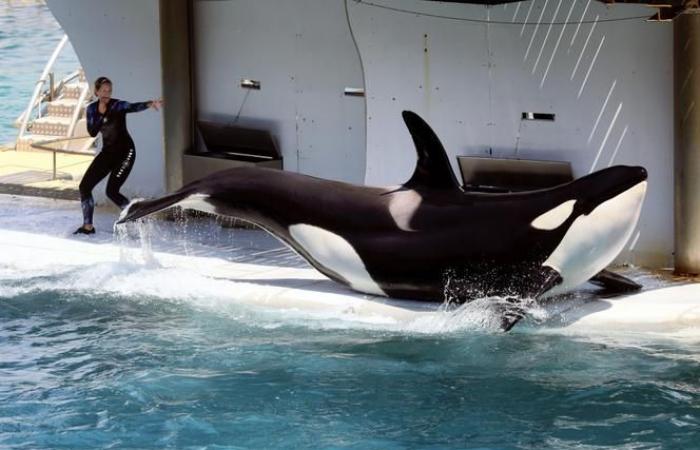 Las orcas retenidas en el parque Marineland de Antibes han sido objeto de una solicitud de traslado a Japón